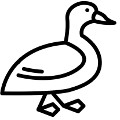 Canard
